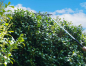 Preview: Zipper Maschinen ZI-GPS252 Gartenpflege-Set